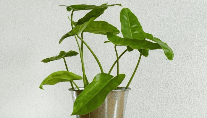 potted philodendron burle marx potted philodendron burle marx
