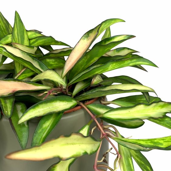 My hoya Wayetii Variegated Care Story My hoya Wayetii Variegated Care Story