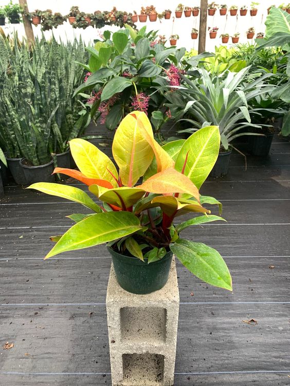 philodendron prince of orange pruning