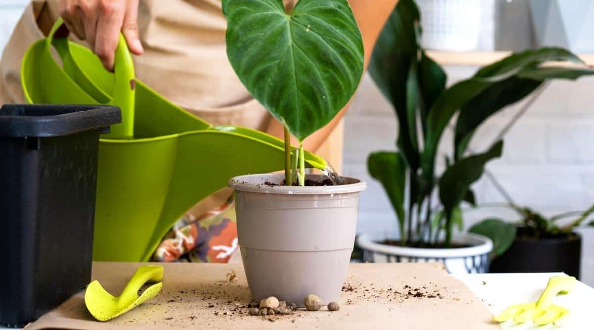 watering a philodendron