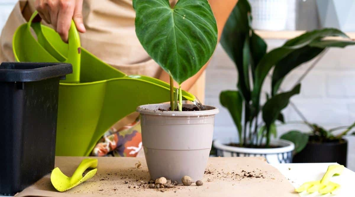watering a philodendron watering a philodendron