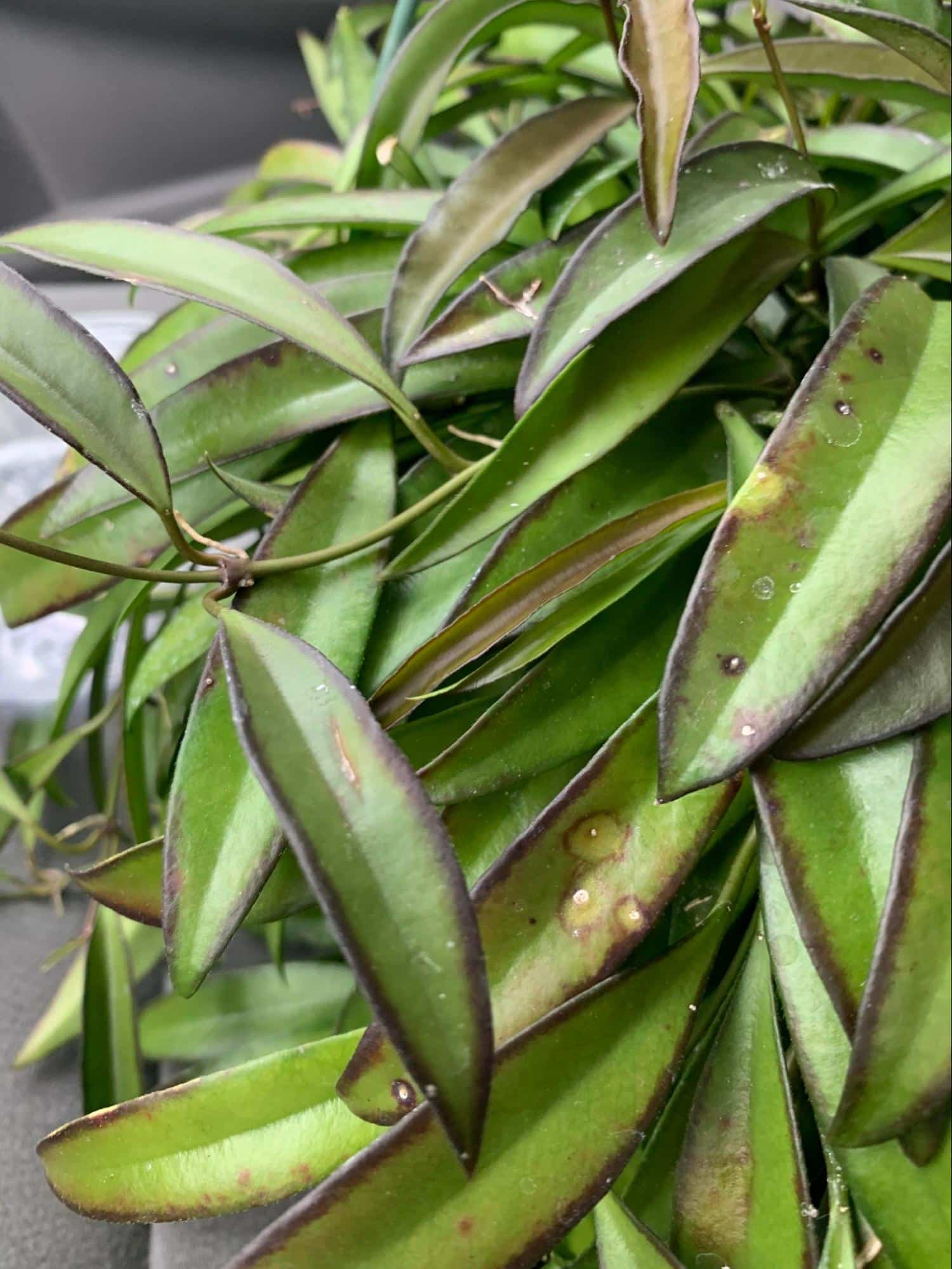 hoya wayetii disease