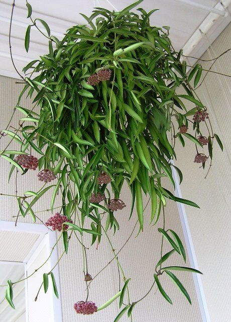 Is Hoya wayetii rare? Is Hoya wayetii rare?
