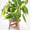 Is Philodendron Hederaceum rare?