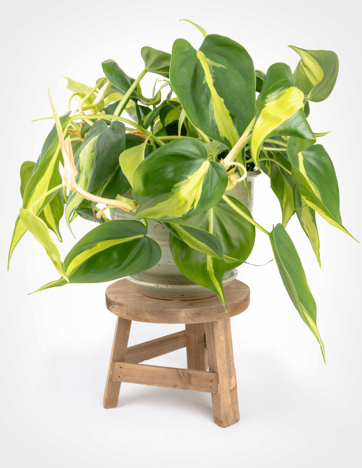 Is Philodendron Hederaceum rare?