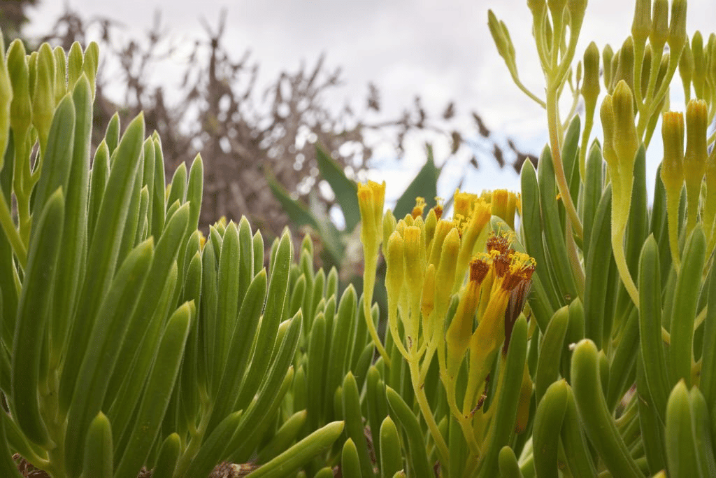 It’s essential that Senecio barbertonicus succulents to receive adequate sunlight