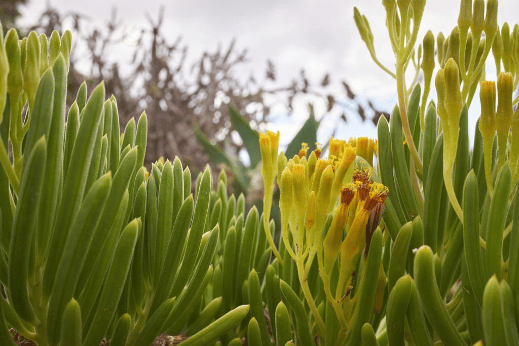 It’s essential that Senecio barbertonicus succulents to receive adequate sunlight It’s essential that Senecio barbertonicus succulents to receive adequate sunlight