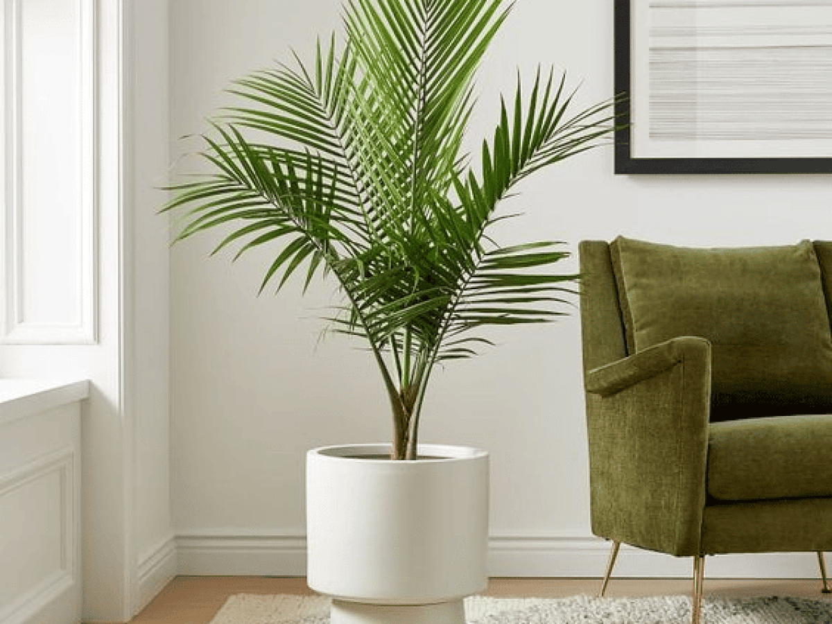 Majesty Palm: Care, Propagate, Pruning- Guy About Home