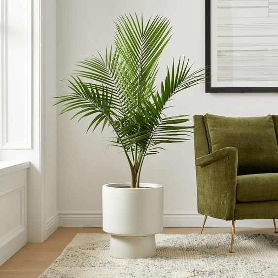 Majesty Palm in a white pot near a green sofa chair