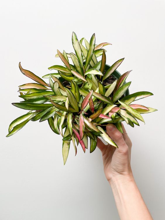My hoya Wayetii Variegated Care Story My hoya Wayetii Variegated Care Story