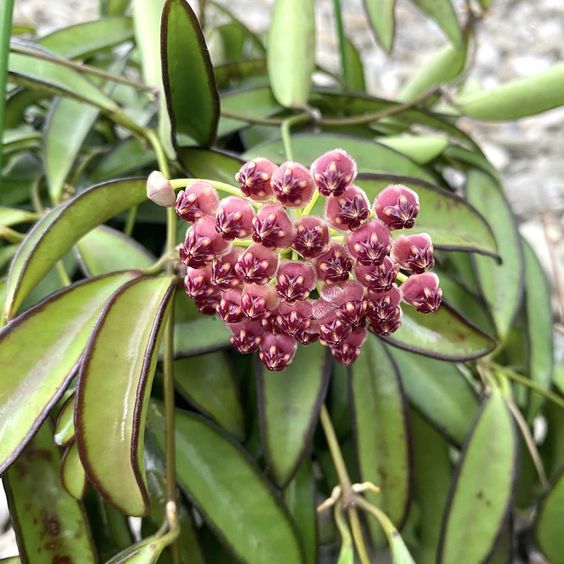 My hoya Wayetii Variegated Care Story My hoya Wayetii Variegated Care Story