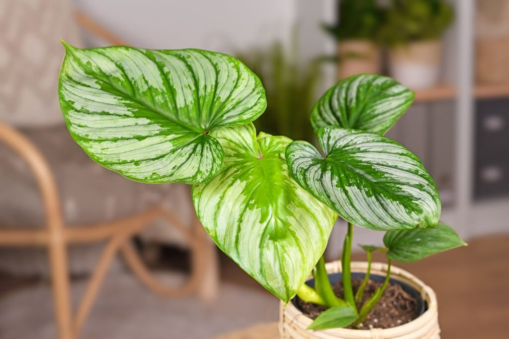 My Philodendron mamei is starting to grow! My Philodendron mamei is starting to grow!