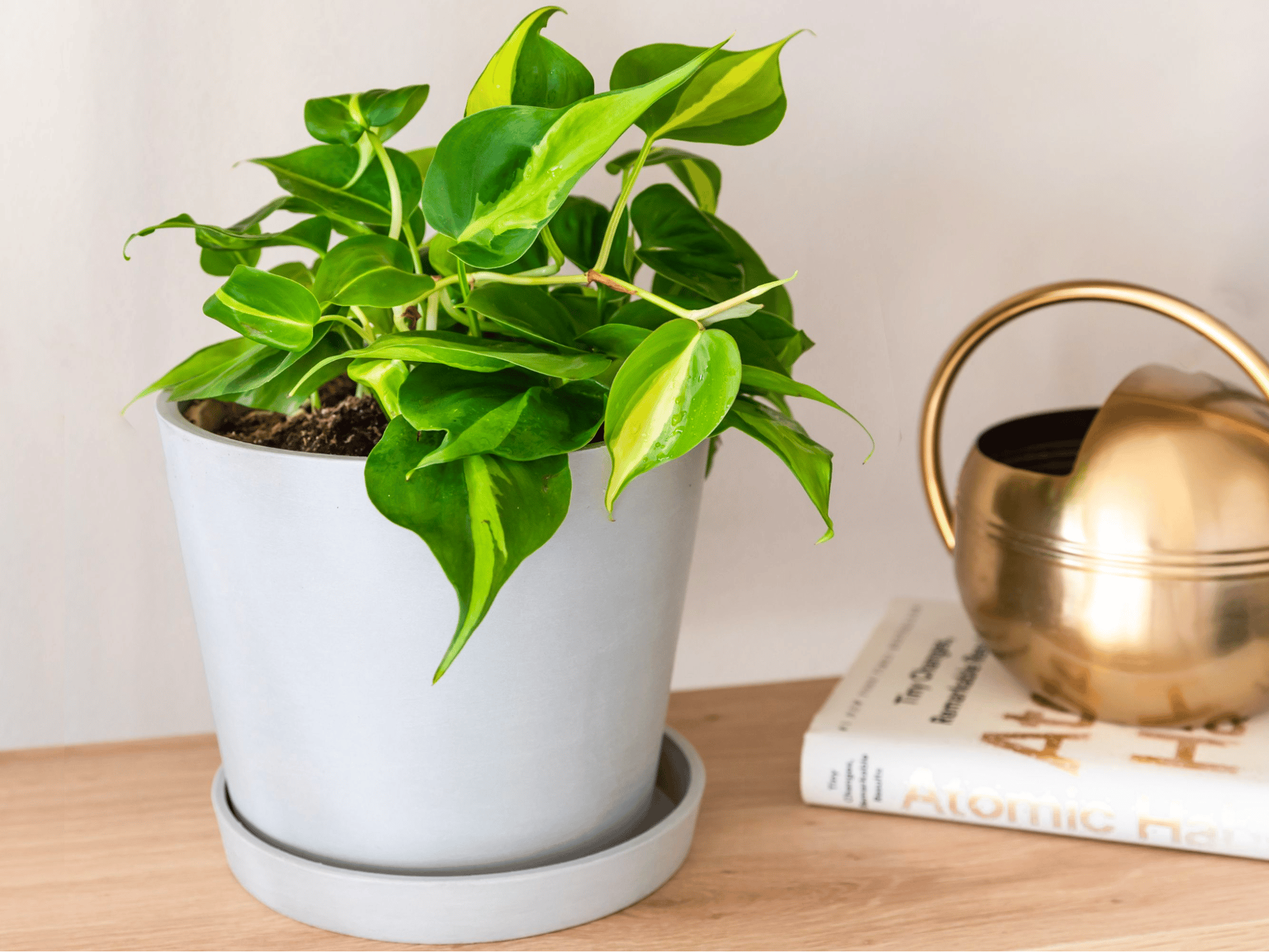 Philodendron Brasil (Philodendron Hederaceum) Philodendron Brasil (Philodendron Hederaceum)