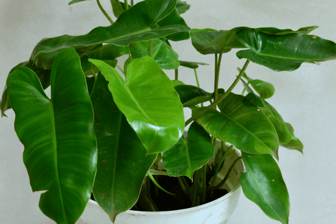 philodendron burle marx foliage