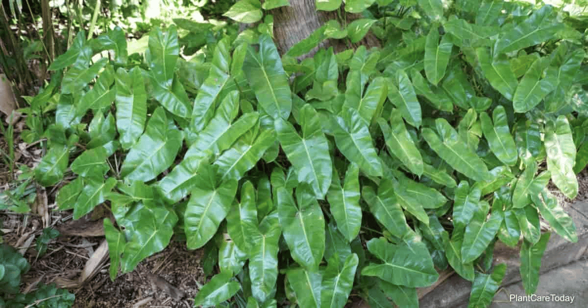philodendron burle marx philodendron burle marx
