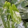 philodendron burle-marxii