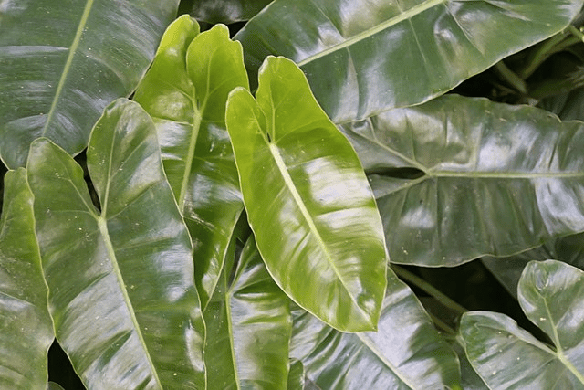 philodendron burle-marxii philodendron burle-marxii