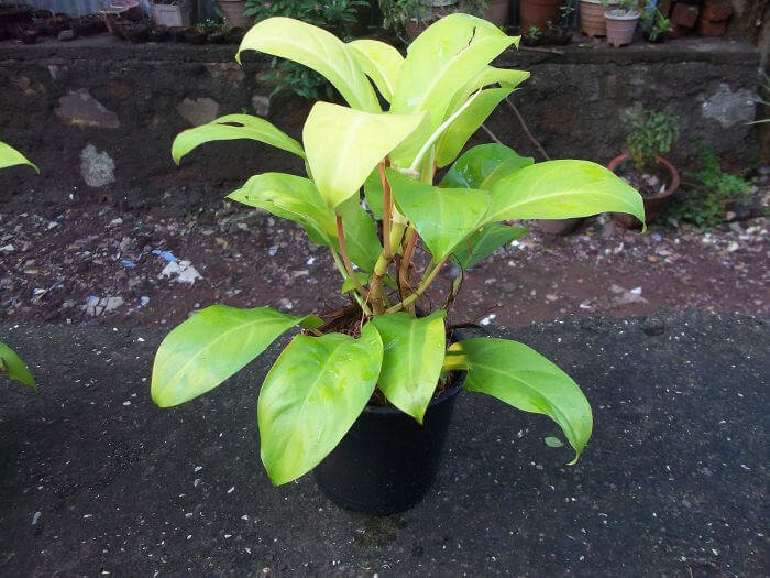 Philodendron Ceylon Gold (Philodendron Erubescens)
