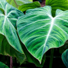 Philodendron gigas