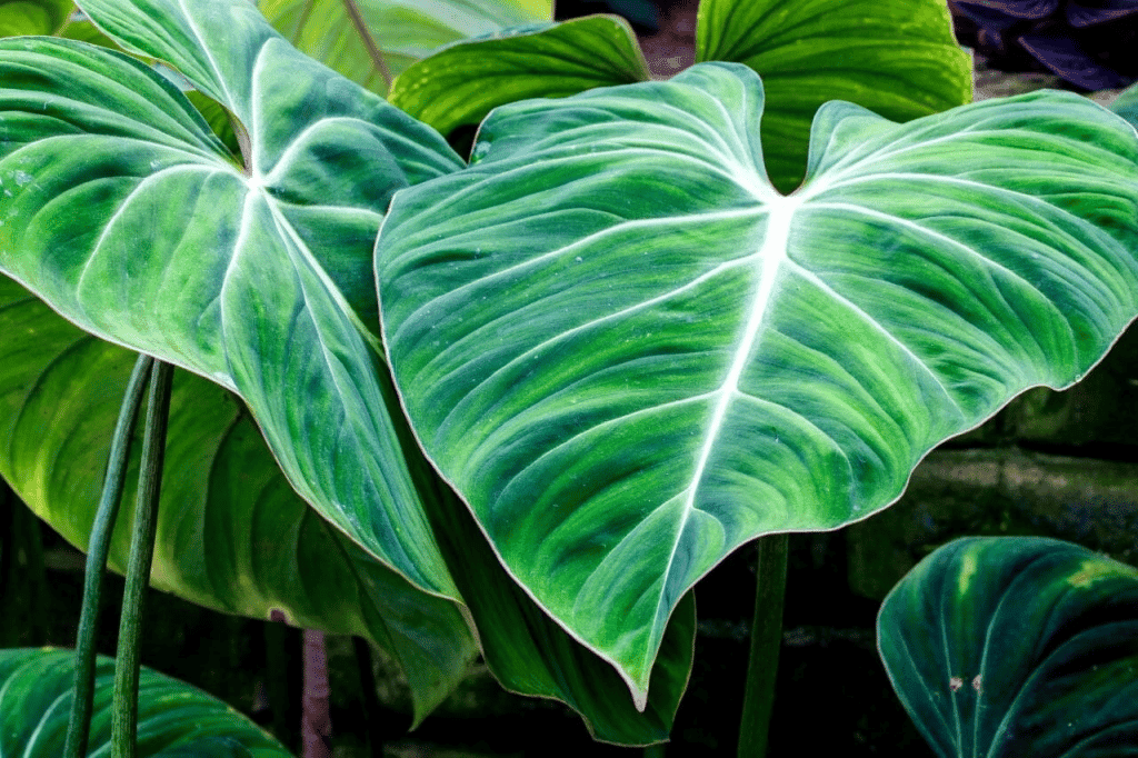 Philodendron gigas