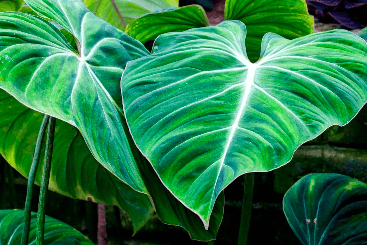 Philodendron gigas Philodendron gigas
