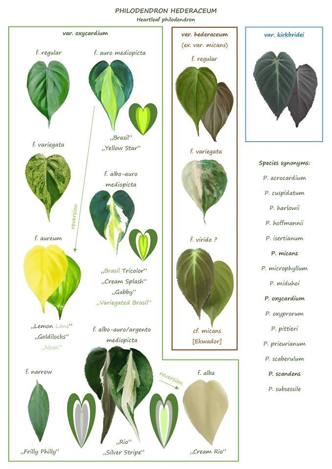 Philodendron hederaceum varieties