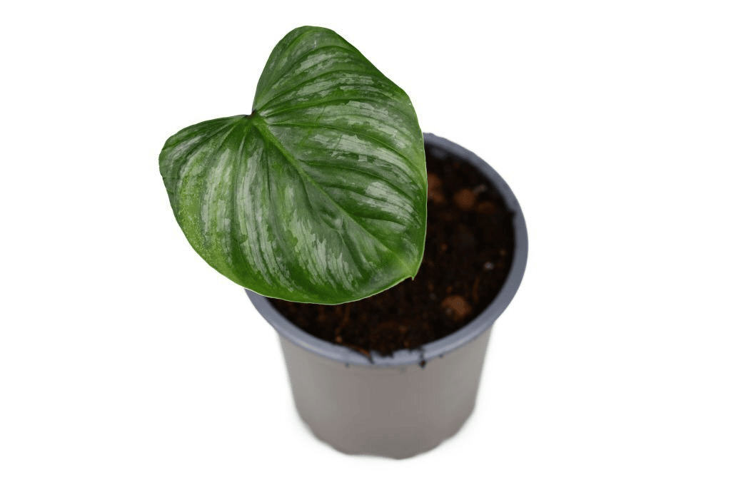 Philodendron mamei benefits from mineral-rich soil Philodendron mamei benefits from mineral-rich soil