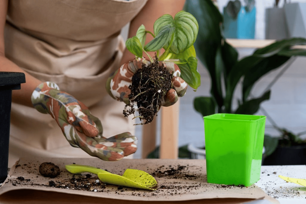 Philodendron mamei propagation Philodendron mamei propagation