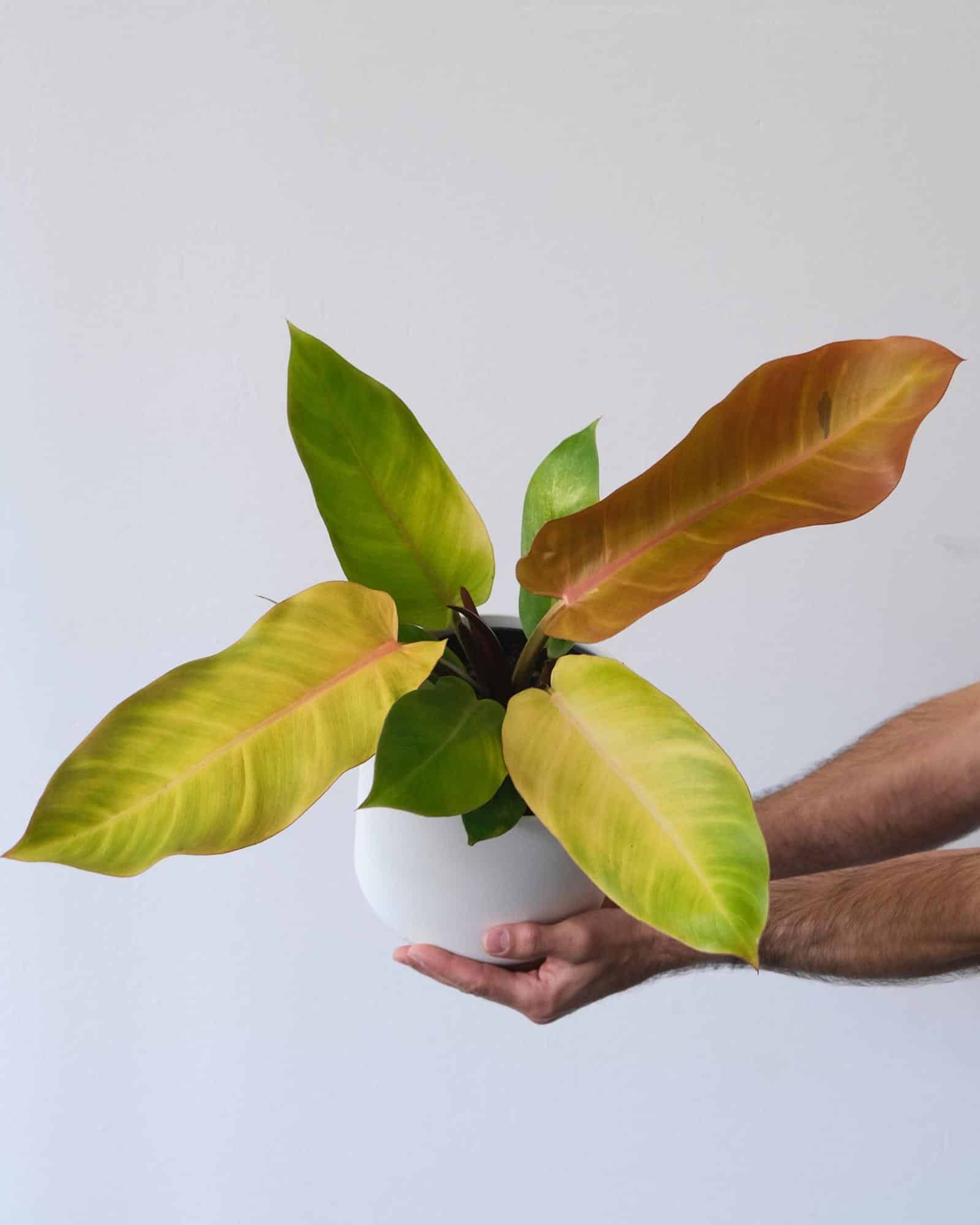 philodendron prince of orange philodendron prince of orange