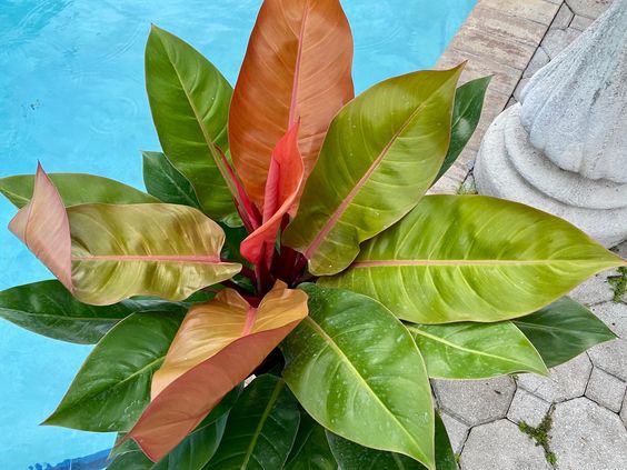 philodendron prince of orange fertilizer