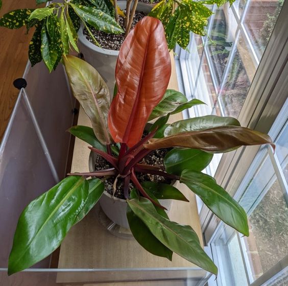 philodendron prince of orange light & sun philodendron prince of orange light & sun