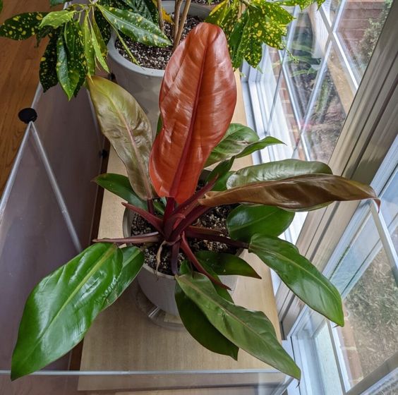 philodendron prince of orange light & sun