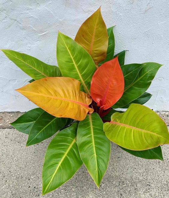 philodendron prince of orange rare