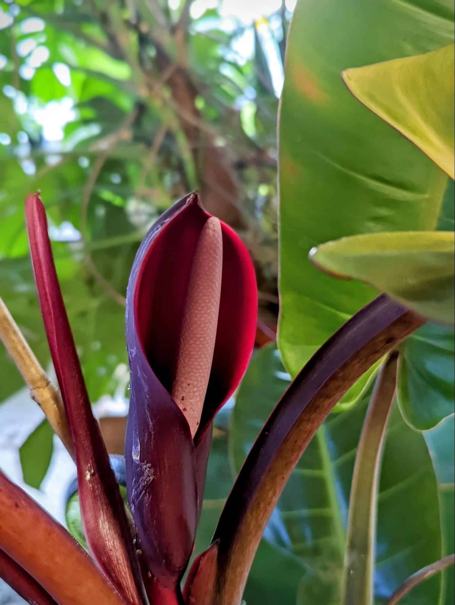 philodendron prince of orange rare philodendron prince of orange rare