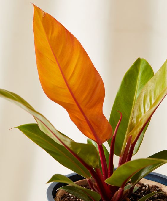 philodendron prince of orange rare philodendron prince of orange rare