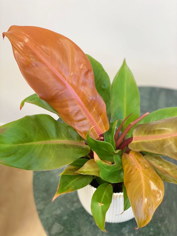 philodendron prince of orange repotting