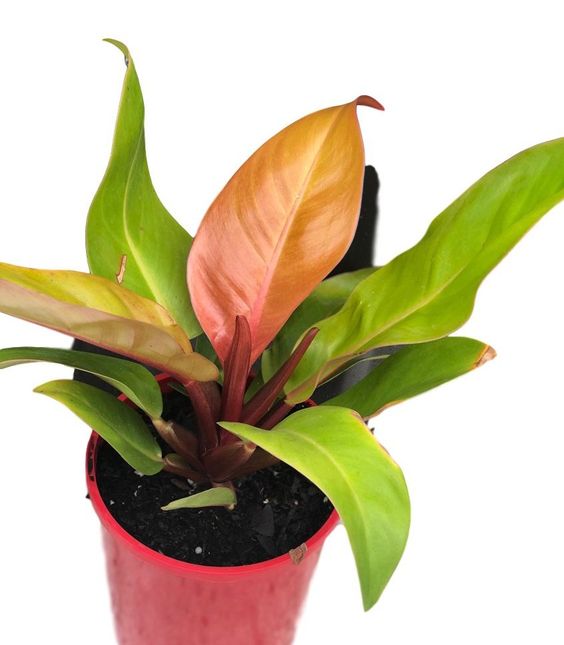 philodendron prince of orange soil philodendron prince of orange soil