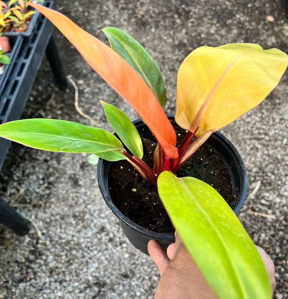philodendron prince of orange philodendron prince of orange