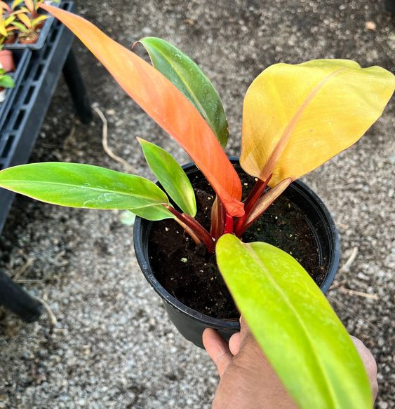 philodendron prince of orange