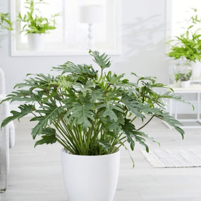 Philodendron Xanadu in a White Big Pot