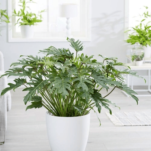 Philodendron Xanadu in a White Big Pot Philodendron Xanadu in a White Big Pot