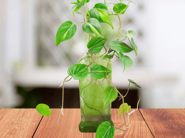 Propagating a philodendron gigas with water Propagating a philodendron gigas with water