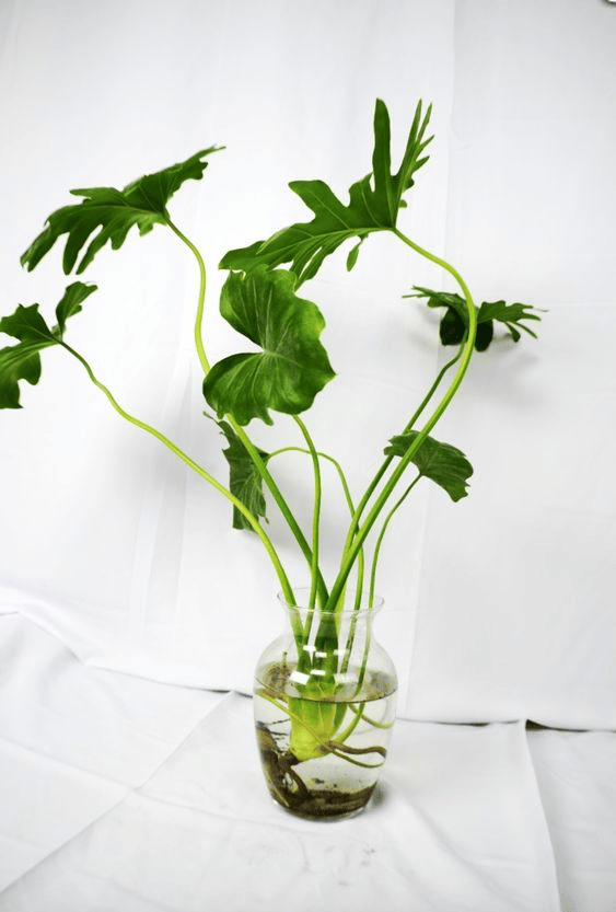 Propagating philodendron xanadu in a jar of water