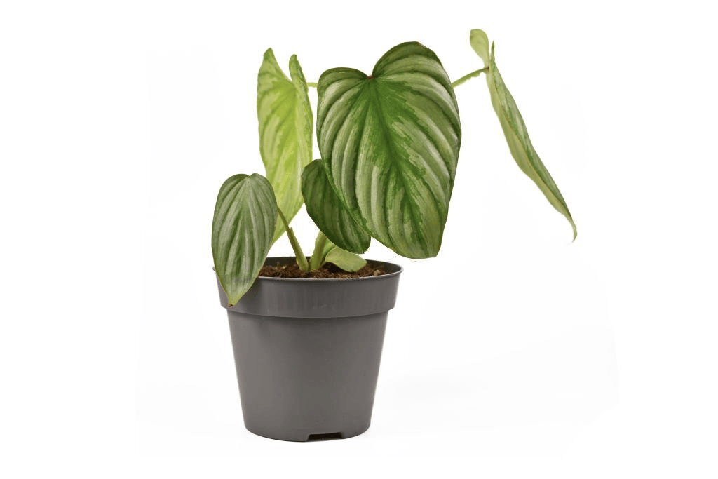 Proper care for the plant can make its leaves oversized!