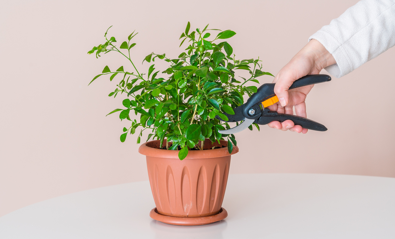pruning an indoor houseplant