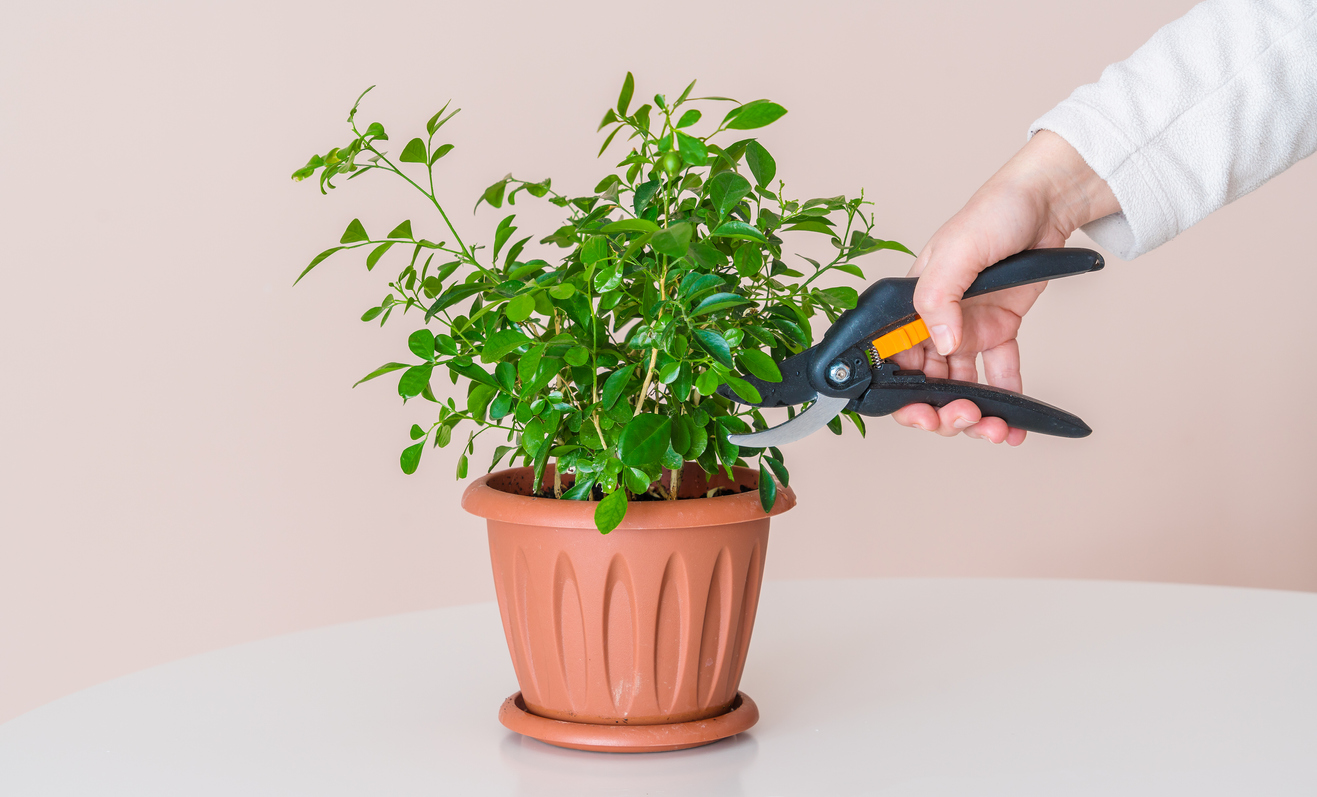 pruning an indoor houseplant pruning an indoor houseplant