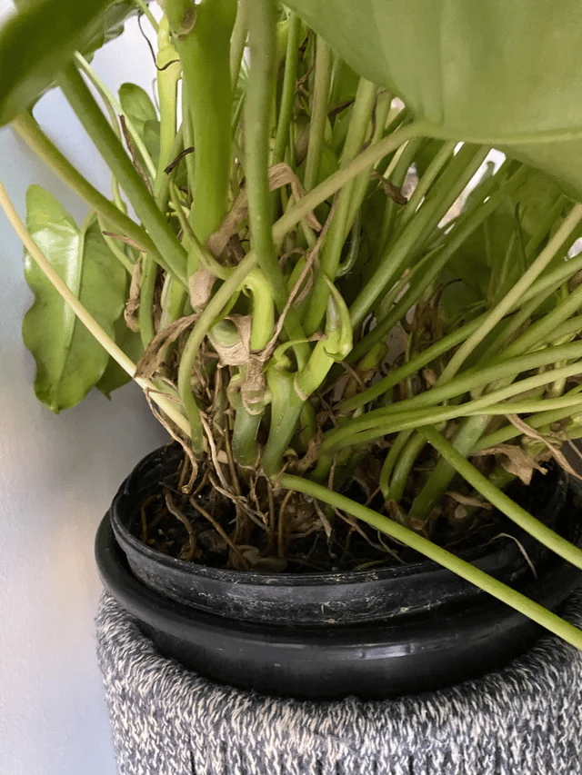repotting a philodendron burle marx repotting a philodendron burle marx