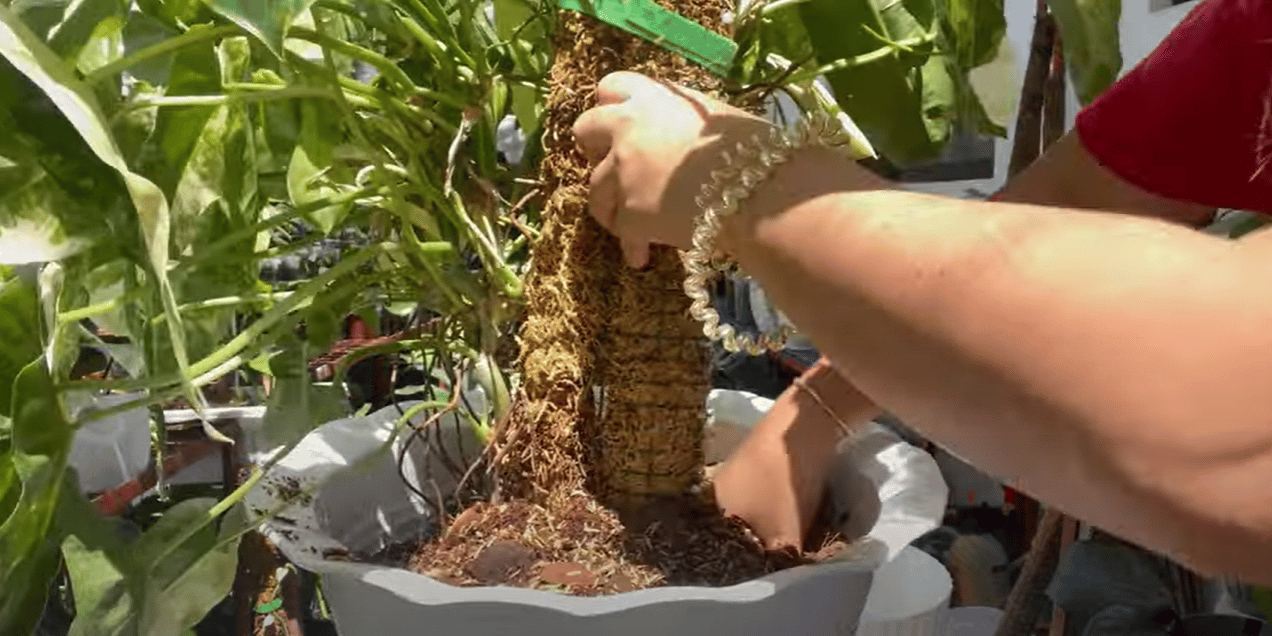 repotting a philodendron burle marx