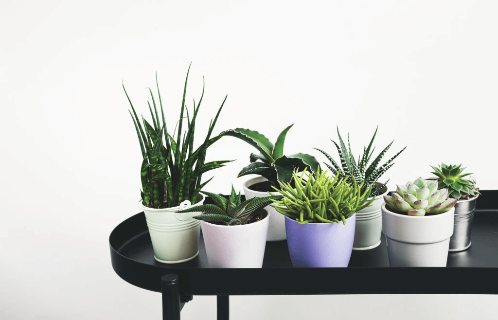 Senecio barbertonicus alongside with other succulents Senecio barbertonicus alongside with other succulents