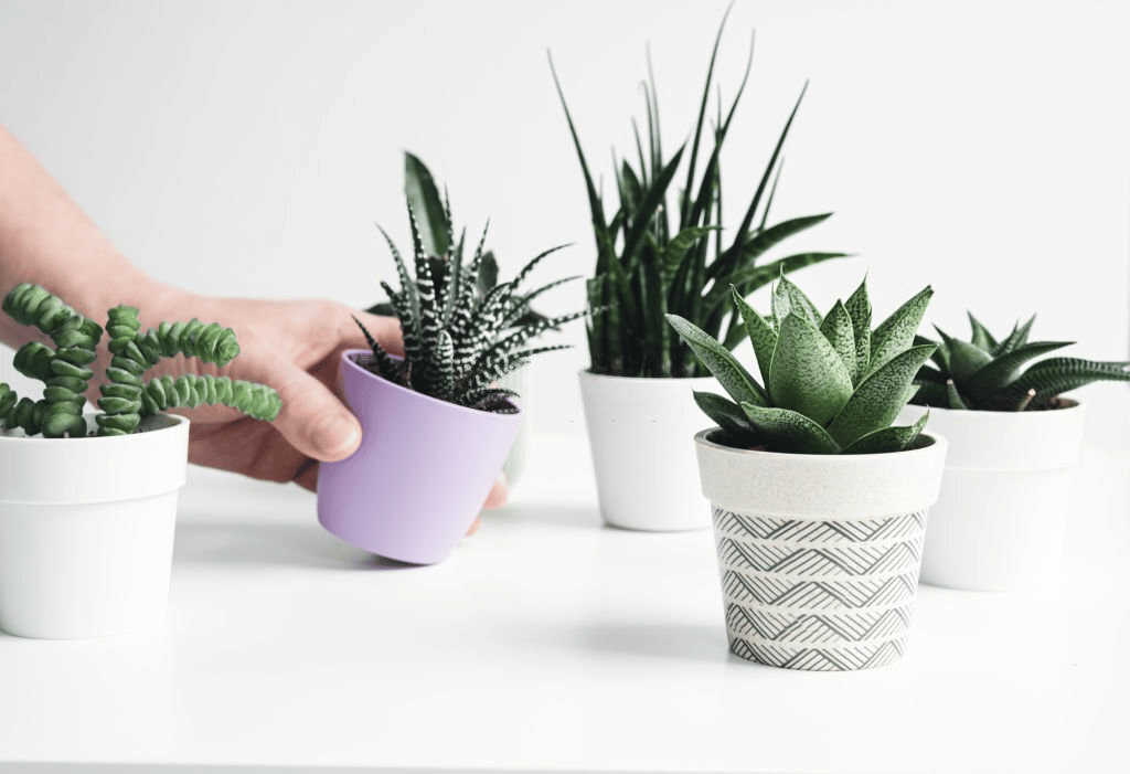 Senecio succulents need proper moisture and humidity Senecio succulents need proper moisture and humidity